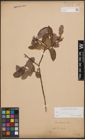 Foto von Salix cinerea subsp. atrocinerea (Brot.) Guinier
